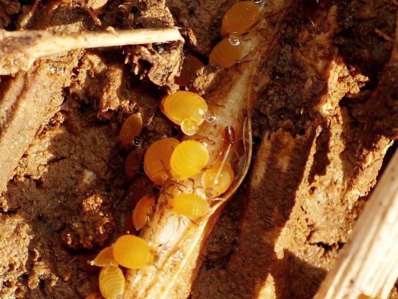 Pheidole pallidula con afidi (Forda formicaria?)